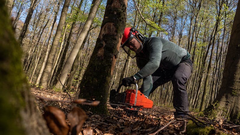 Tree removal project