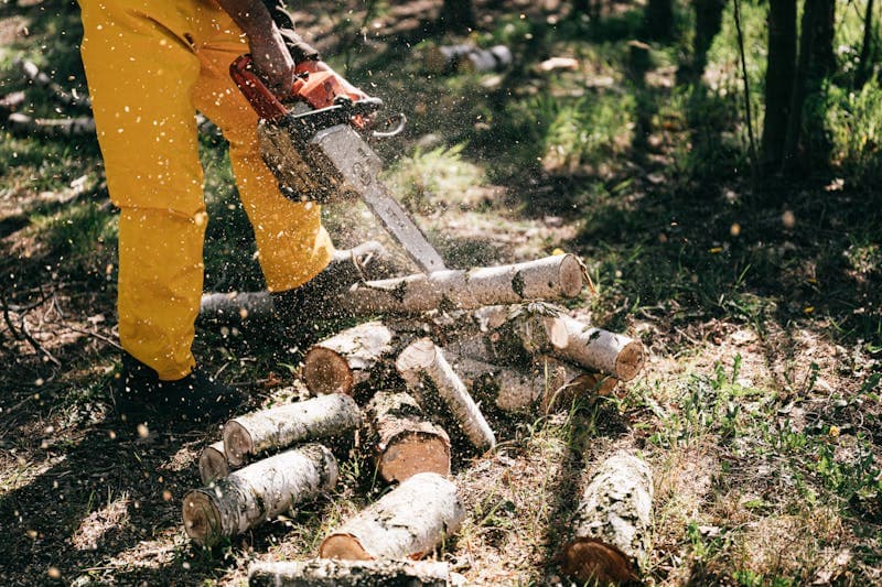 Hazard tree removal