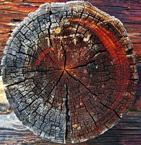 Stump Grinding